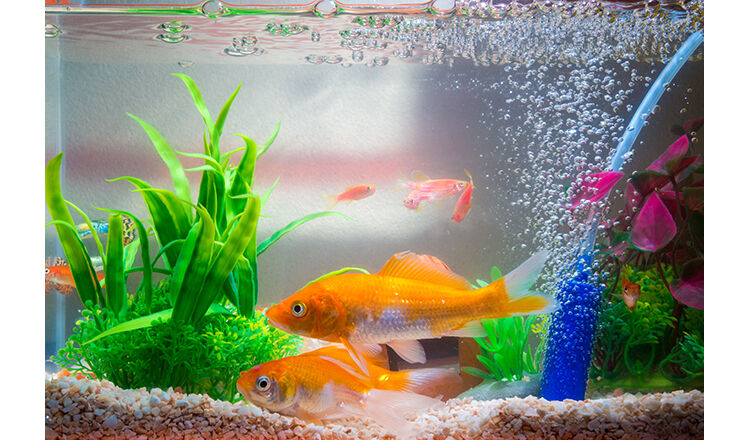 Little fish in fish tank or aquarium, gold fish, guppy and red fish, fancy carp with green plant, underwater life.
